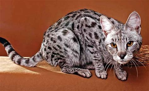 grey savannah cat breed